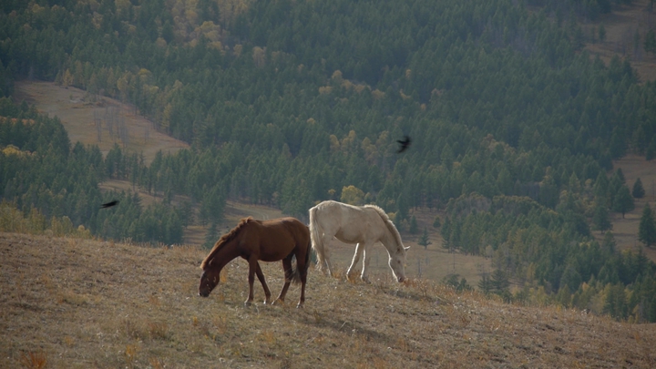 horses