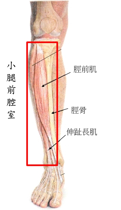 小腿前腔室