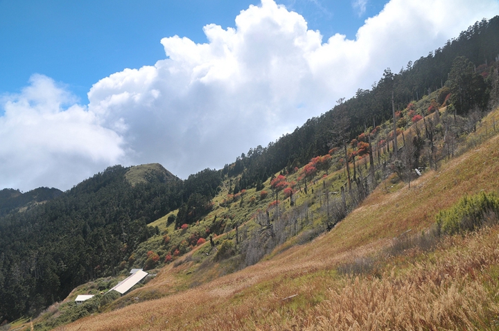 秋季的三六九山莊附近，巒大花萩的豔紅配上金黃色的芒草，美不勝收