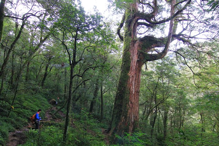 欣賞美麗的紅檜巨木 (圖片來源：網路)
