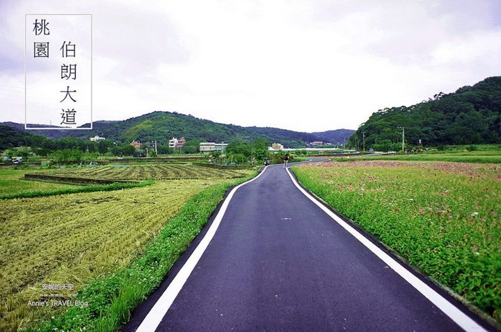 有「桃園伯朗大道」之稱的楓樹坑是很少訓練LSD長距離的路線。