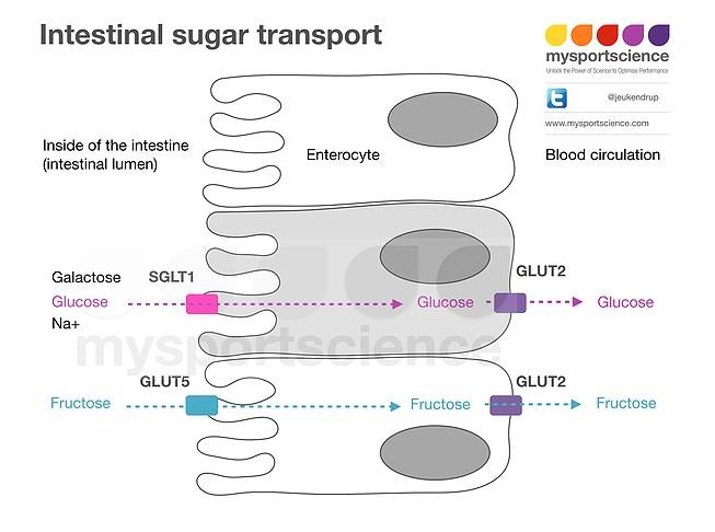 身體攝取糖分的能力，很大程度取決於小腸内負責輸送糖分到血液的「運送器」(sugar transporter) 多寡。若我們運動途中攝取過多糖分，超出運送器所能運載(消化)的能力，便有機會導致大量糖分滯留在消化管道內，影響水分平衡 (osmotic balance)，帶來刺激。 來源: mysportscience