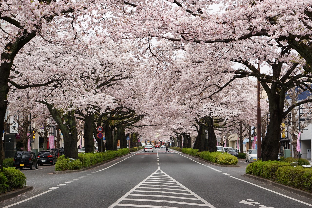 記得十幾年前因為出差來到了距離東京不遠的日立市出差，當天一走出車站，就看到車站前大街二旁種滿了整排櫻花樹，真是驚艷不已 圖片來源