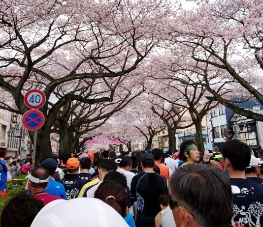 跑在櫻花樹下 闔家參與的日立櫻花路跑賽