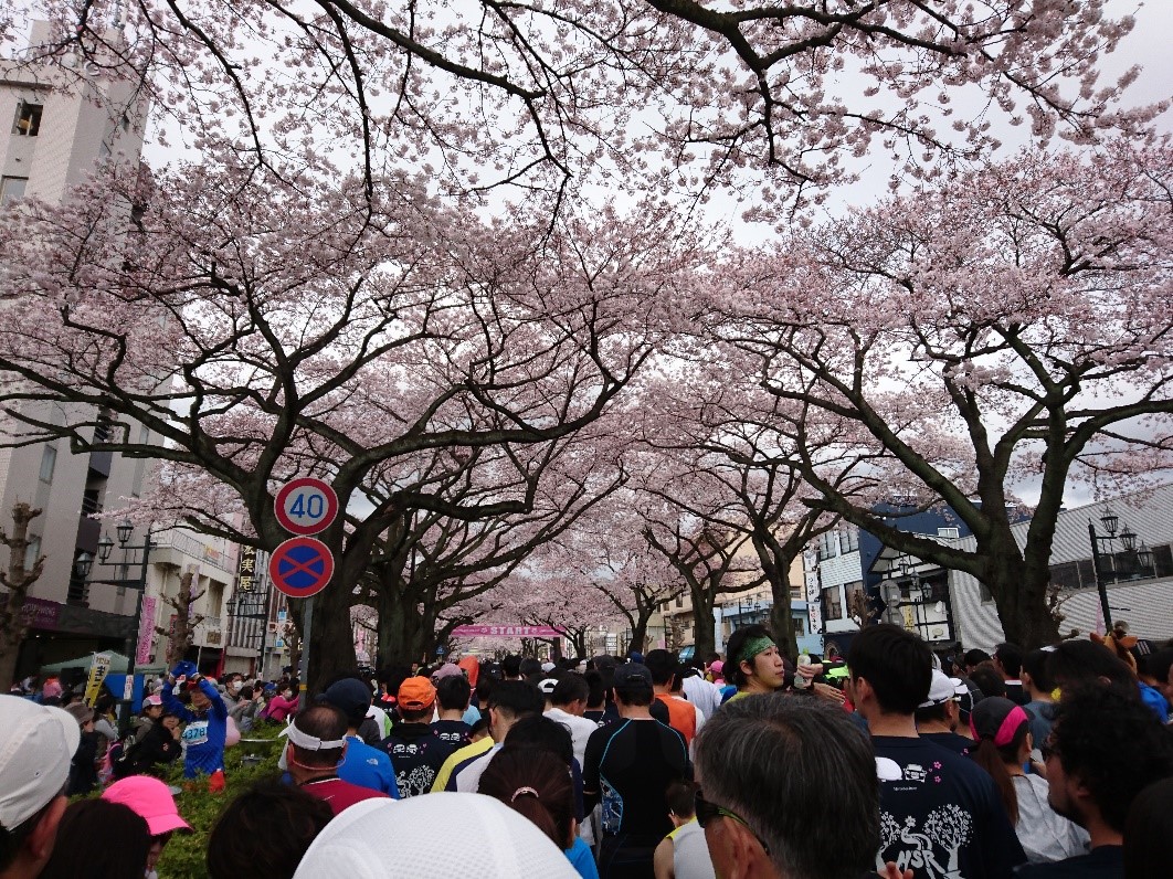 起跑點就是我10幾年前出差時所看到的景色，大街二旁種滿整排櫻花樹