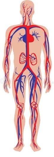 Figure 1循環系統