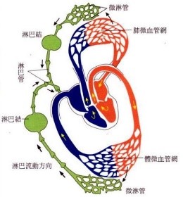 Figure 2淋巴與循環