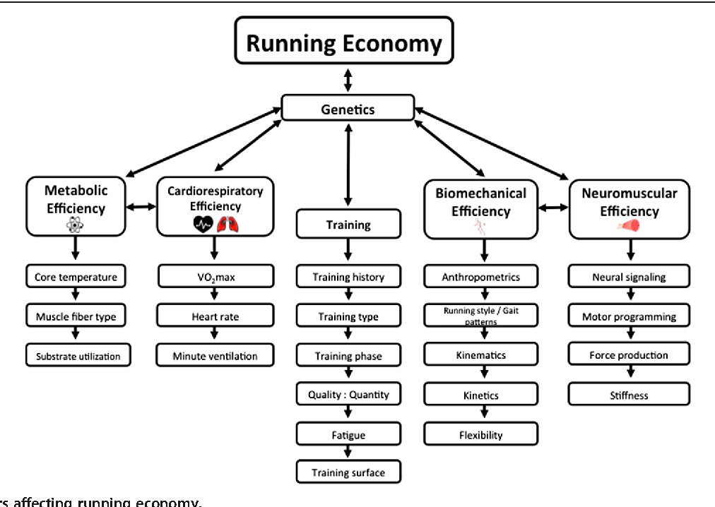 跑步經濟性影響因子，包含了代謝效應，心肺功能效應，訓練法，生物力學效應，神經肌肉效率