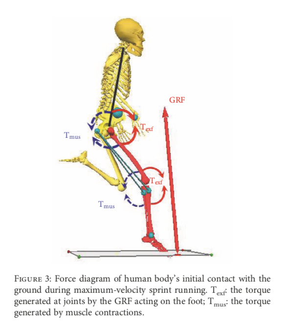 跑步時地面反作用力與關節力矩的對應
