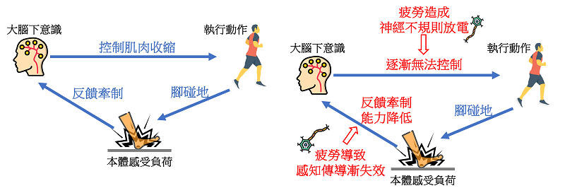 圖片來源：疲勞影響前與後之控制機制 (作者自製)