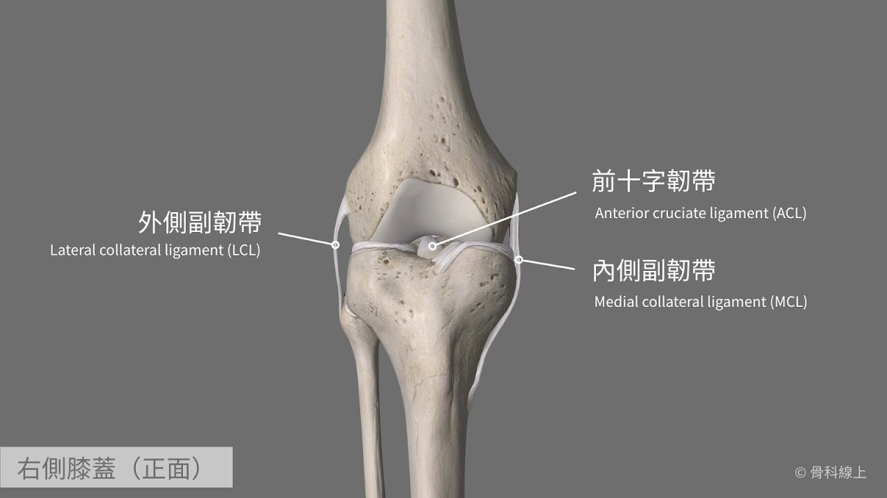前十字韌帶正面