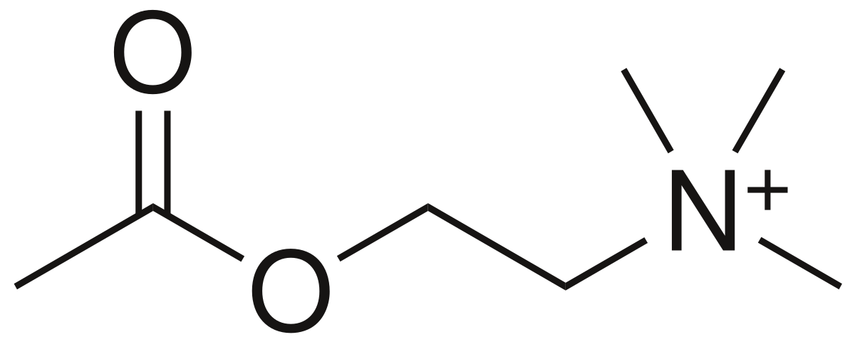 乳酸堆積已不能當休息藉口了嗎 了解肌肉疲憊常被遺漏之原因