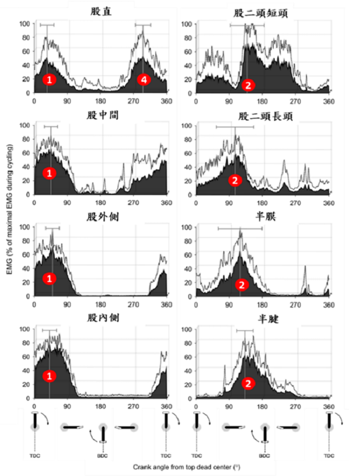 自行車運動時，大腿肌肉活化結果(以最大肌力收縮MVC%標準化) 圖片來源：European Journal of Applied Physiology, 116(9), 1807-1817