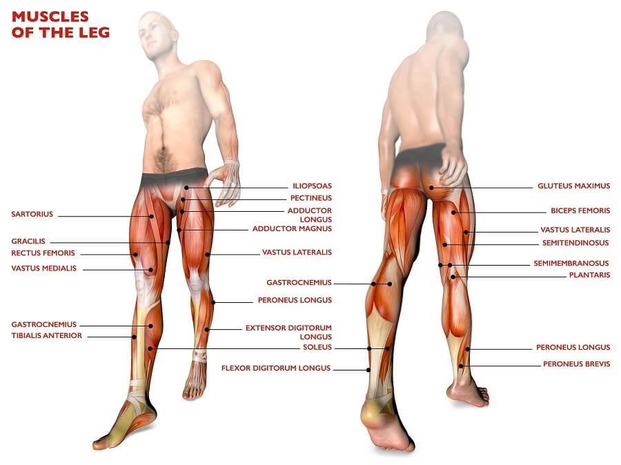 股四頭肌(大腿前側肌群)與腿後肌群(大腿後側肌群)