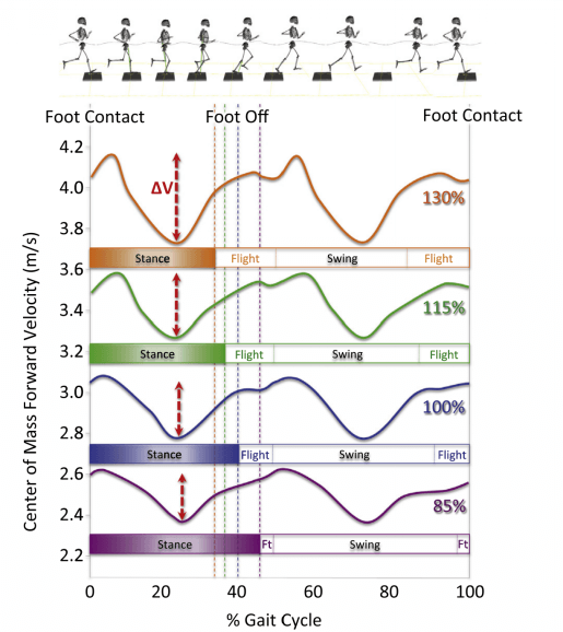 圖片來源: Journal of Biomechanics, 71, 167-175.