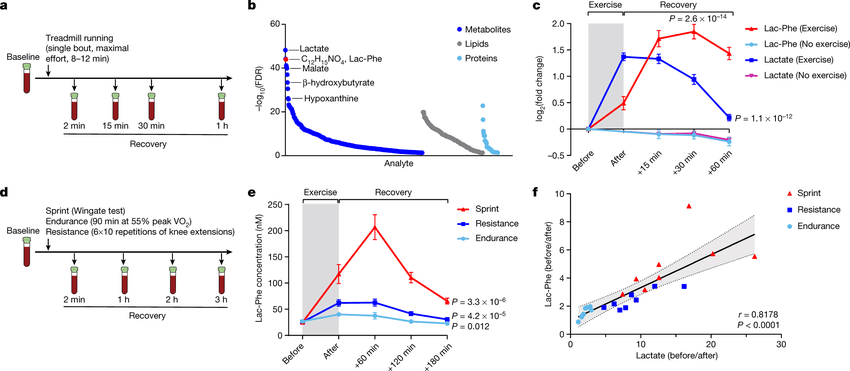 附圖(中下圖)中顯示室內練習台進行高強度衝刺運動後，比組力訓練或是有氧運動更能在體內產生Lac-Phe。