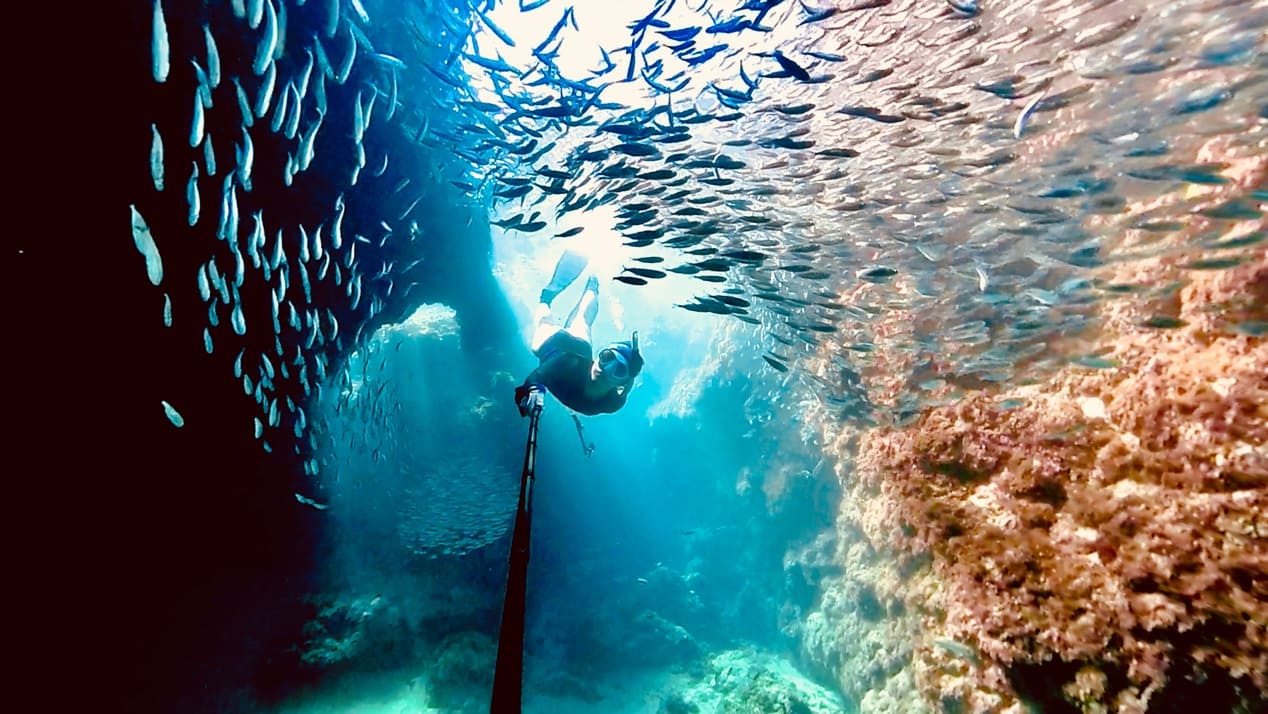 墾丁沙丁魚風暴，自潛和潛水也是我熱愛的水域活動之一，海底下的風景美妙無比。