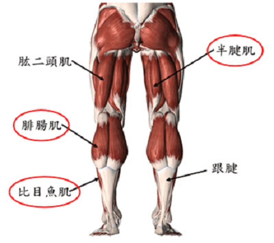 圖3.下肢肌肉位置示意圖