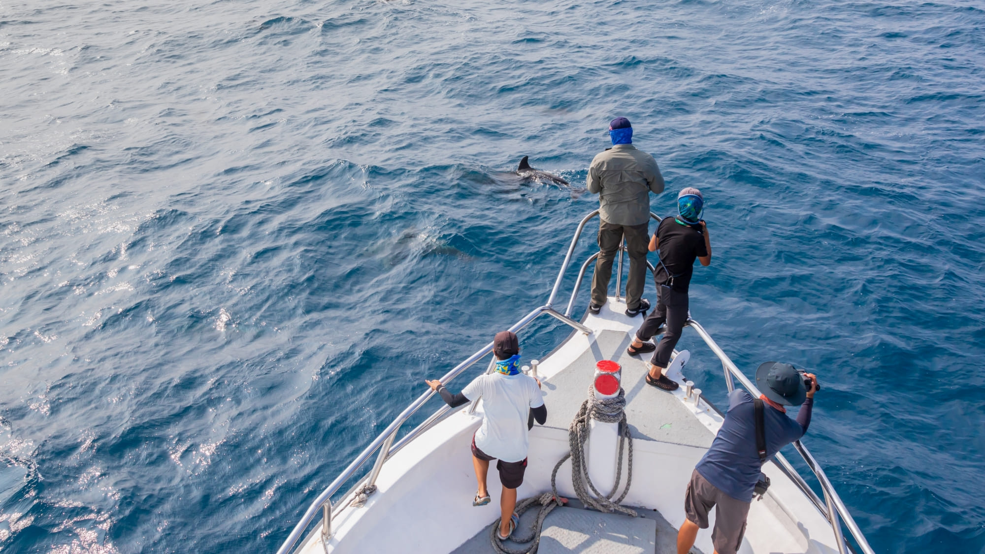 黑潮海洋文教基金會長年投入鯨豚生態調查，透過分析瑞氏海豚（又稱花紋海豚）身上的傷痕來辨識個體，也進一步瞭解鯨豚在海裡所面臨的威脅。歡迎大家到黑潮攤位逛逛，一起更認識瑞氏海豚，也把海洋公益禮品帶回家吧！圖片／黑潮海洋文教基金會提供