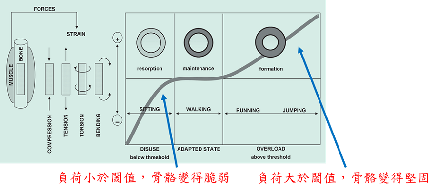 負荷對於骨骼的影響