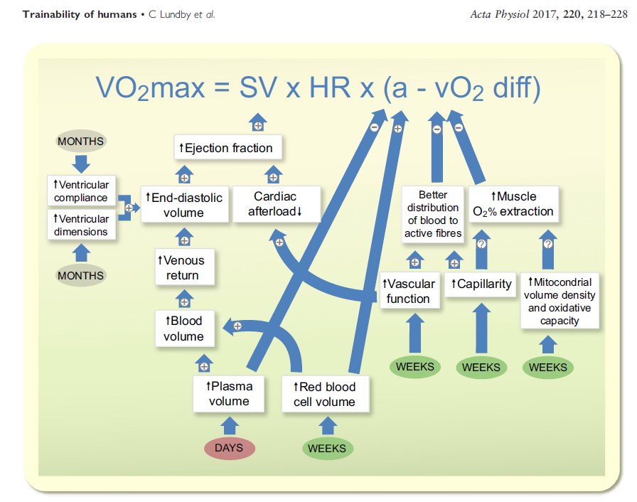 Lundby C, Montero D, Joyner M. Biology of VO2 max: looking under the physiology lamp. Acta Physiol (Oxf). 2017 Jun;220(2):218-228. doi: 10.1111/apha.12827. Epub 2016 Nov 25. PMID: 27888580.